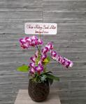 Hoa Lan Để Bàn 00074
